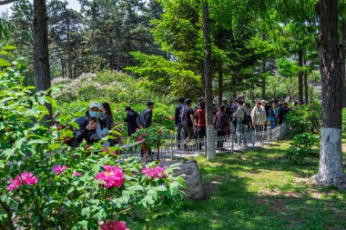 18 Mayıs 2025 'te, Çin' in Changchun şehrinde, Peony Garden 'daki şakayıklar tamamen çiçek açmış, popülerlik yüksek..