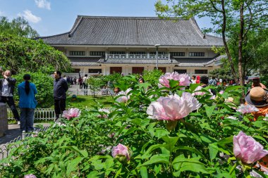 18 Mayıs 2025 'te, Çin' in Changchun şehrinde, Peony Garden 'daki şakayıklar tamamen çiçek açmış, popülerlik yüksek..