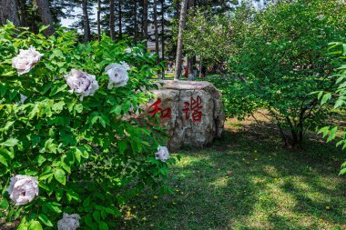 18 Mayıs 2025 'te, Çin' in Changchun şehrinde, Peony Garden 'daki şakayıklar tamamen çiçek açmış, popülerlik yüksek..