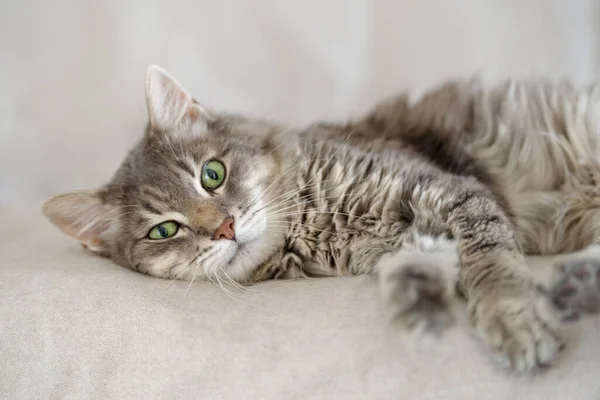 Jährige Hauskatze Liegt Auf Einer Couch — Stockfoto
