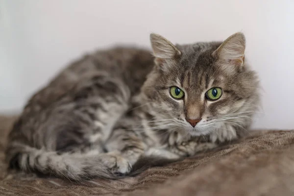 15岁患有慢性肾功能衰竭的猫 常见于年龄较大的猫 — 图库照片