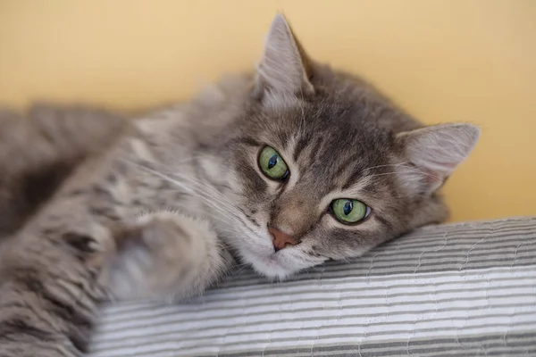Лет Домашняя Кошка Лежит Диване — стоковое фото
