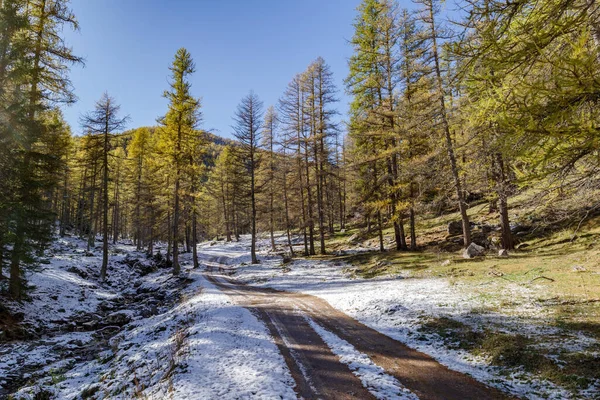 Strada Sterrata Attraverso Foresta Autunnale Alpi Liguri Italia — Foto Stock