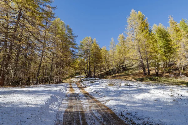 意大利利古里亚阿尔卑斯山 穿过荒无人烟的森林的未铺面公路 — 图库照片