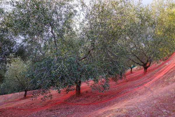 Olivenbaum Wird Geerntet Provinz Imperia Italien — Stockfoto