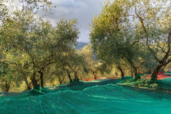 Zbierają Drzewo Oliwne Prowincja Imperia Włochy — Zdjęcie stockowe