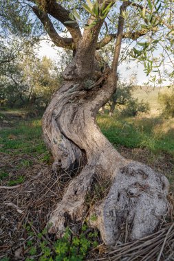 Eski zeytin ağacı gövdesi kökleri ve dalları