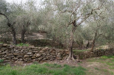 Teraslı taş duvarlar yamaç üzerinde zeytin ağaçları destek, Imperia Eyaleti, İtalya