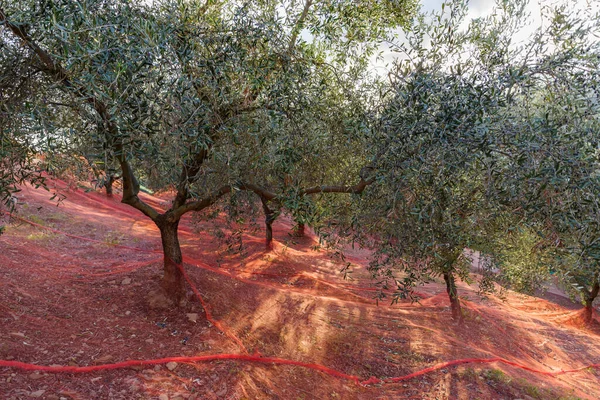 Zeytin Ağacı Hasat Ediliyor Imperia Ili Talya — Stok fotoğraf