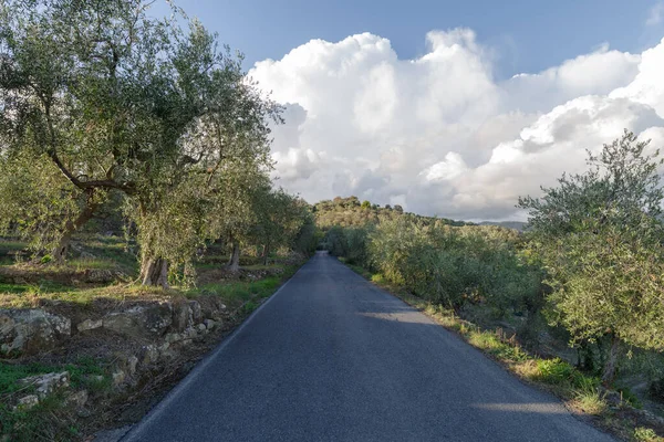 Silnice Prochází Olivovým Hájem Blízkosti Města Imperia Ligurie Itálie — Stock fotografie