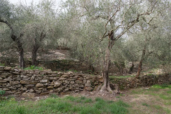 Paredes Pedra Com Terraço Suportam Oliveiras Encosta Província Imperia Itália — Fotografia de Stock
