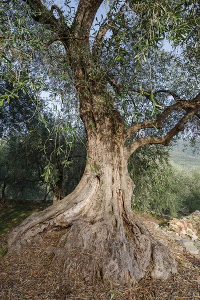 老橄榄树树干根和枝条 图库图片