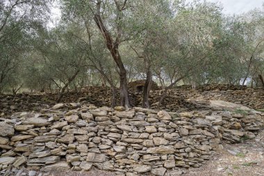 Teraslı taş duvarlar yamaç üzerinde zeytin ağaçları destek, Imperia Eyaleti, İtalya
