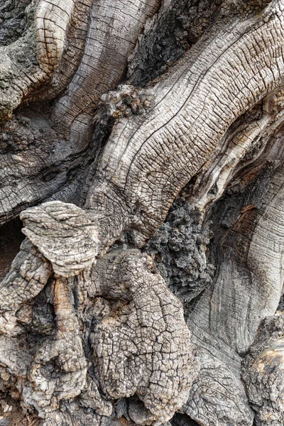 黒イナゴ樹皮 ロビニア シュードアカシア が近くにあります — ストック写真