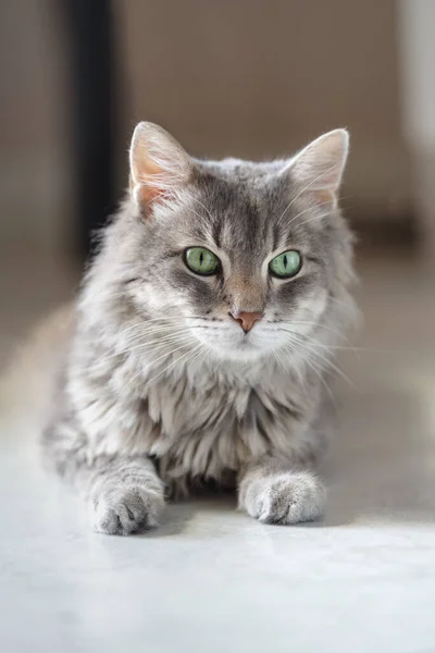 自宅の床に横たわっている14歳の国内猫のクローズアップ — ストック写真