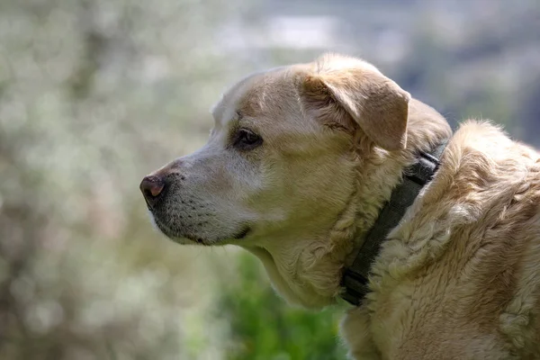 一只年迈的拉布拉多猎犬 13岁 站在那里 望着别处 — 图库照片