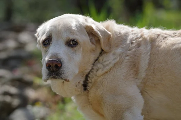 シニアラブラドール取得犬の肖像カメラを見て — ストック写真