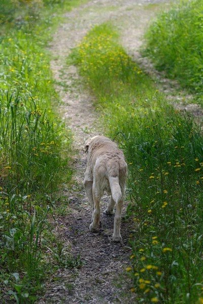 Une Personne Âgée Ans Labrador Retriever Marche Dans Région Boisée — Photo