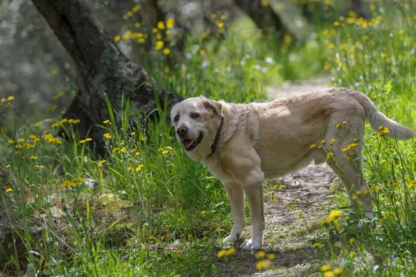 一名13岁高龄的拉布拉多猎犬在森林中行走 — 图库照片