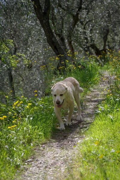 Anziano Anni Labrador Retriever Cammina Nella Zona Boscosa — Foto Stock