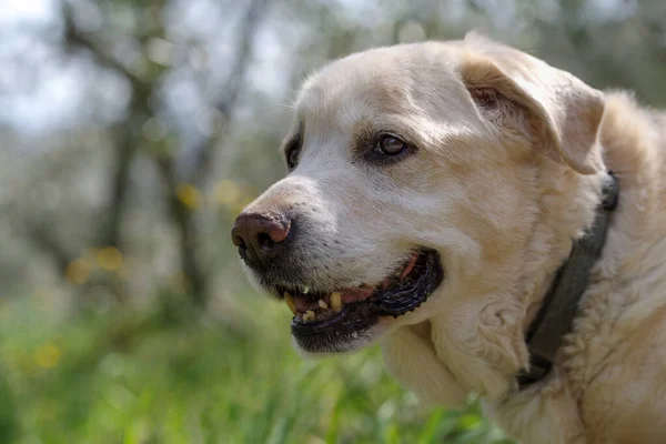 Anciano Labrador Retriever Años Edad Pie Mirando Hacia Otro Lado —  Fotos de Stock