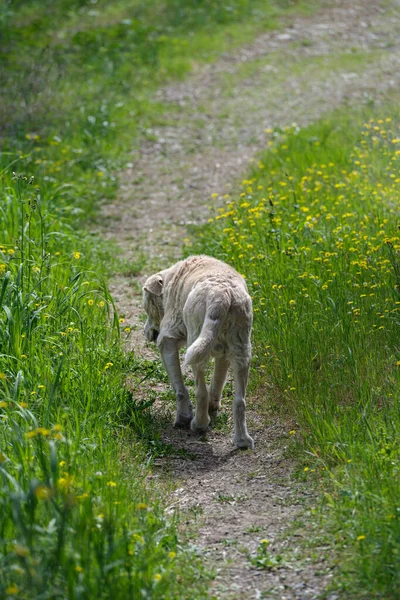 Yaşında Yaşlı Bir Labrador Retriever Ormanlık Alanda Yürüyor — Stok fotoğraf