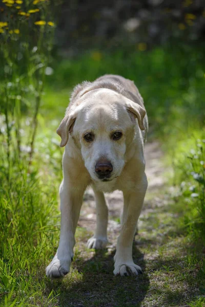 Een Bejaarde Jaar Oude Labrador Retriever Wandelt Door Bosrijke Omgeving — Stockfoto