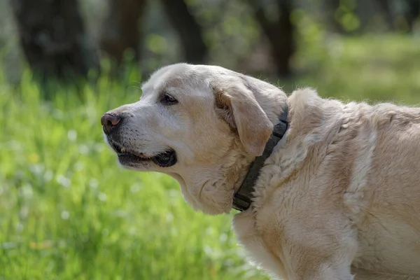 一只年迈的拉布拉多猎犬 13岁 站在那里 望着别处 — 图库照片