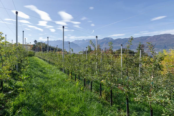 Huertos Manzanos Val Non Valley Trentino Italia —  Fotos de Stock