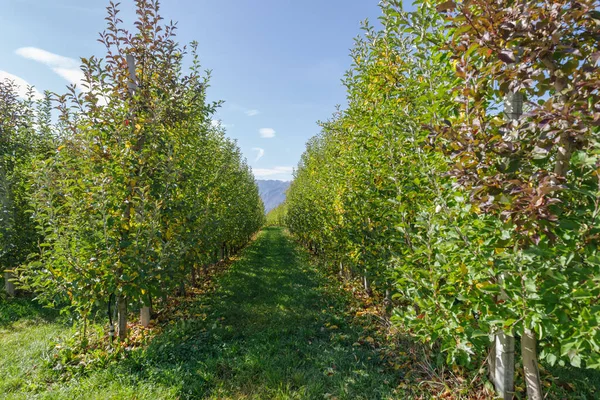 イタリア トレンティーノのヴァル バレーにリンゴの木の果樹園 — ストック写真