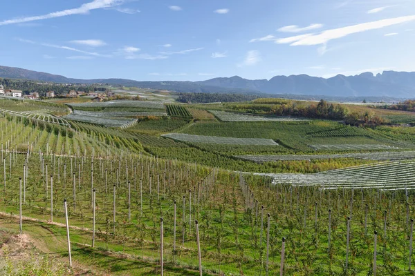 Äppelträdsodlingar Val Non Valley Trentino Italien — Stockfoto