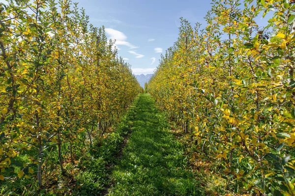 Apple Tree Orchards Val Non Valley Trentino Italy — Stock Photo, Image