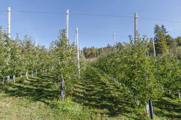 Obstgärten Val Non Tal Trentino Italien — Stockfoto