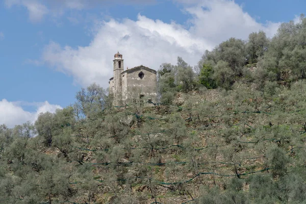 Terrasvormige Stenen Muren Ondersteunen Olijfbomen Heuvel Provincie Imperia Italië — Stockfoto