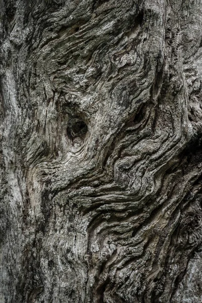 Кора Старого Оливкового Ствола — стоковое фото