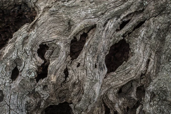 Кора Старого Оливкового Ствола — стоковое фото