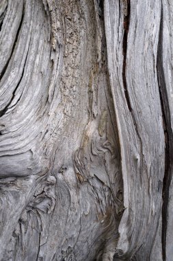 Ağaç kabuğu yakınımda.