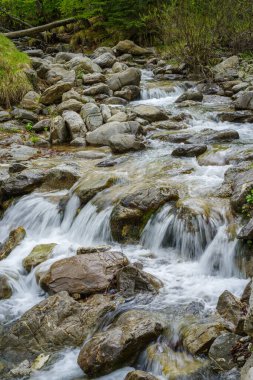 Ormanda akan nehrin manzarası, Ligurian Alplerinin Bölgesel Doğal Parkı, İtalya