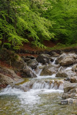 Ormanda akan nehrin manzarası, Ligurian Alplerinin Bölgesel Doğal Parkı, İtalya
