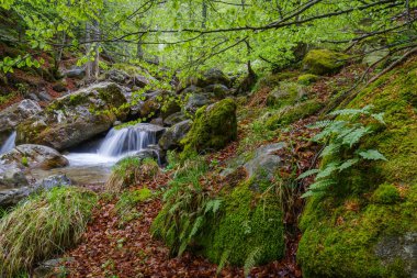 Ormanda akan nehrin manzarası, Ligurian Alplerinin Bölgesel Doğal Parkı, İtalya