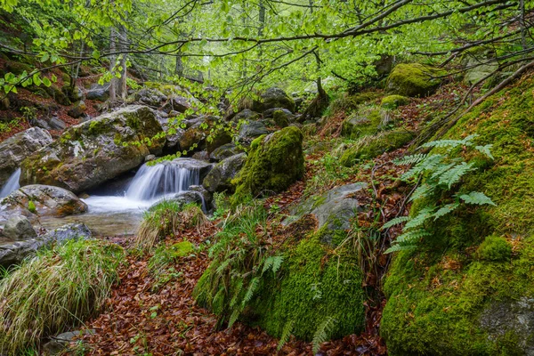 Landschappelijk Uitzicht Rivier Het Bos Regionaal Natuurpark Van Ligurische Alpen — Stockfoto
