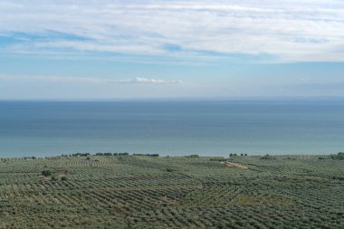 Yüksek zeytin ağaçları manzaralı, Gargano Ulusal Parkı, Apulia, Güney İtalya
