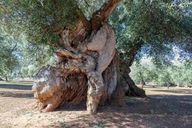 Asırlık ağaç gövdesi, Puglia, İtalya