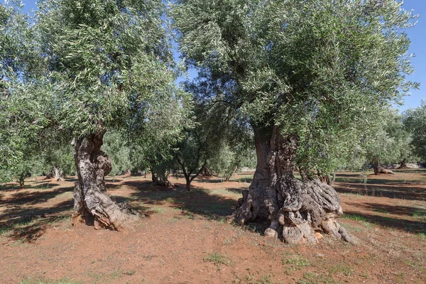 意大利Puglia古老的锯齿状橄榄树 图库照片