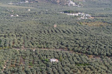 Yüksek zeytin ağaçları manzaralı, Gargano Ulusal Parkı, Apulia, Güney İtalya