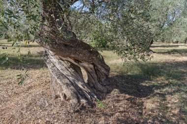 Asırlık ağaç gövdesi, Puglia, İtalya