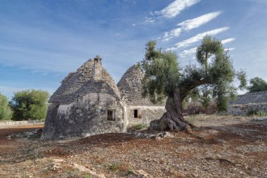 Itria Vadisi 'nde zeytin ağaçları ve trulli, Puglia, İtalya