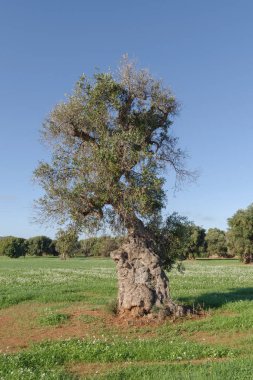 Eski eğri büğrü zeytin ağacı, Puglia, İtalya