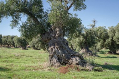 Eski buruşuk zeytin ağacı, Puglia, 