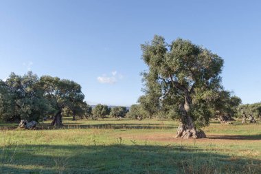 Puglia, İtalya 'da zeytin ağaçları koruluğu